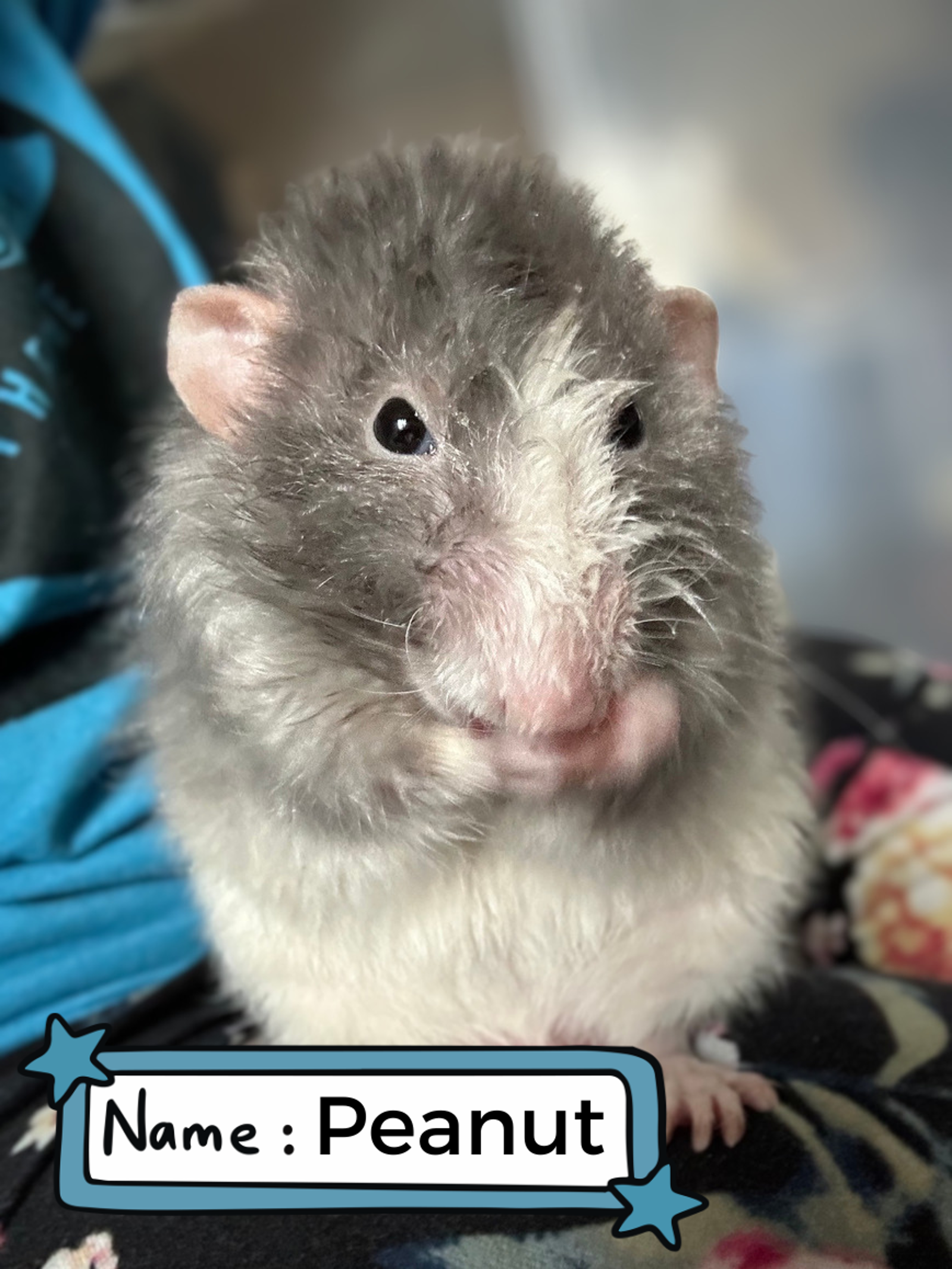Peanut