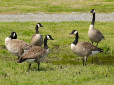 Canadian Geese Nest Destruction Application Policy