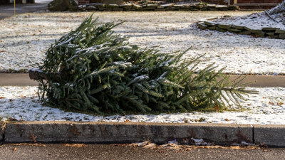 Christmas Tree Refuse Pickup