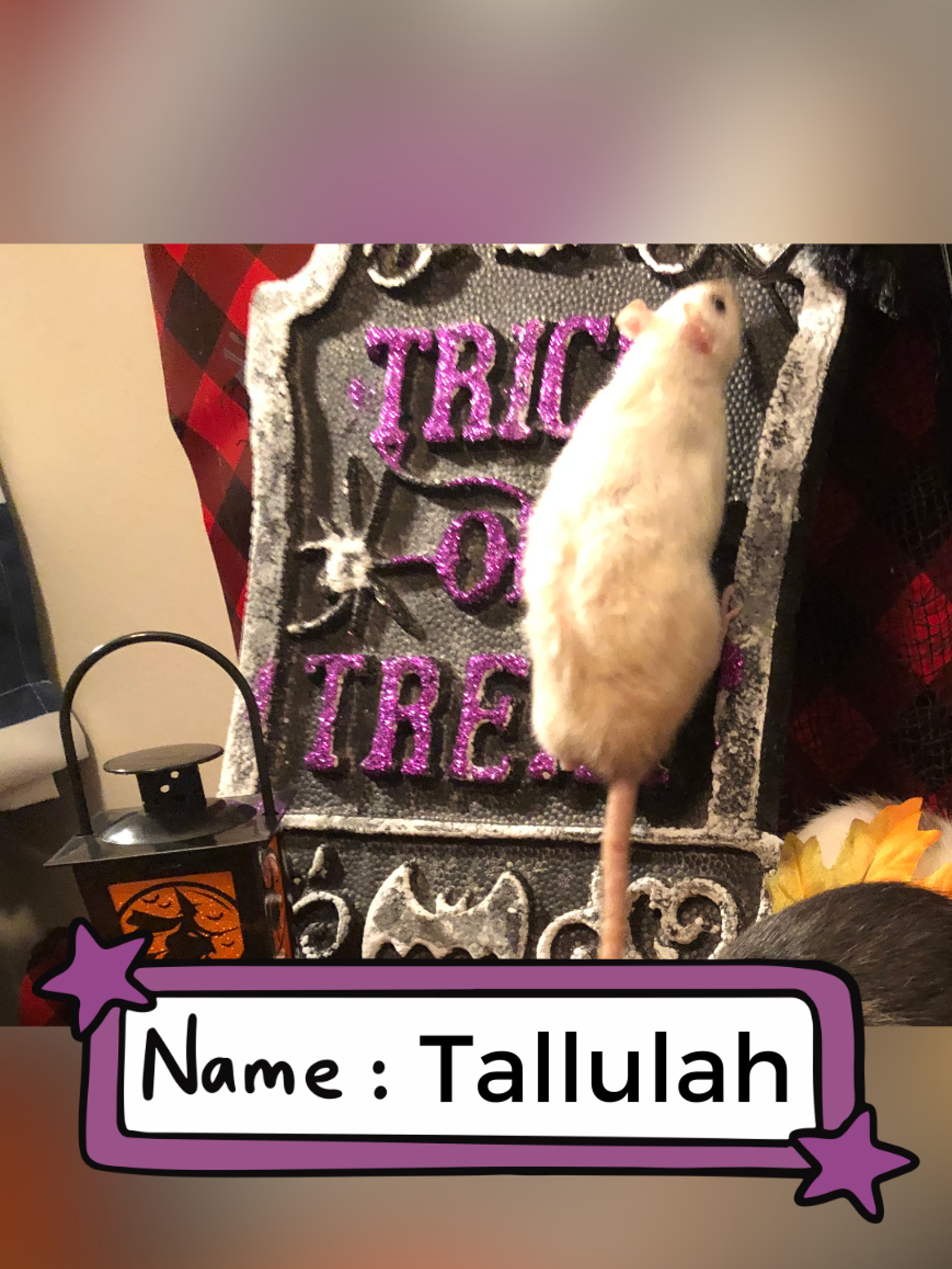 Tallulah (1)