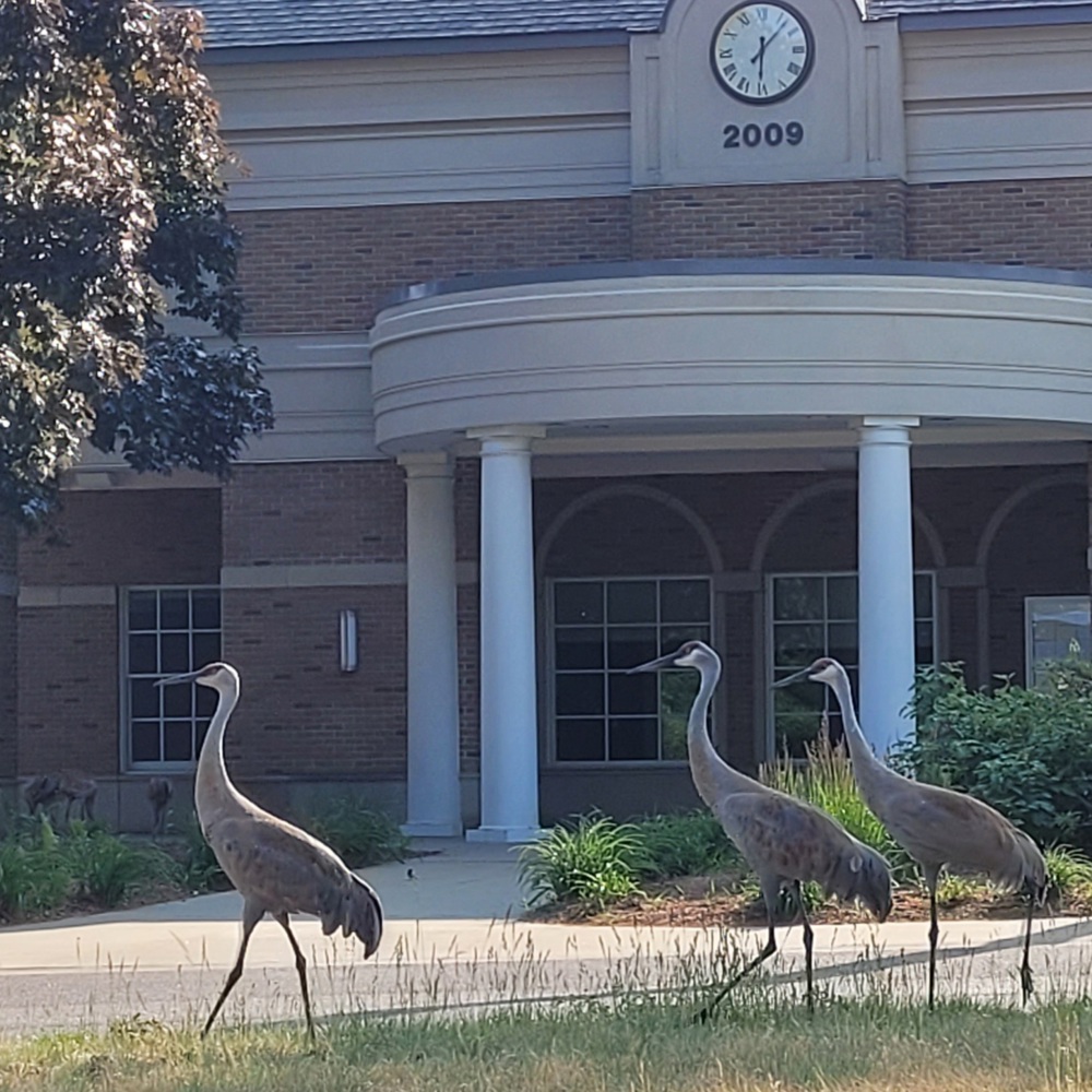 Township Hall Sandhills Cranes