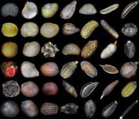 Seeds