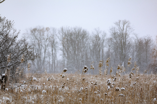 Snowfall Over the Sleeping Marsh